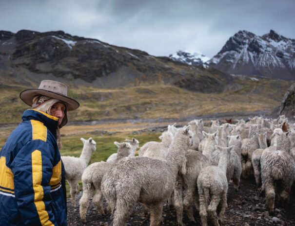 Life-peru-andes-alpacas