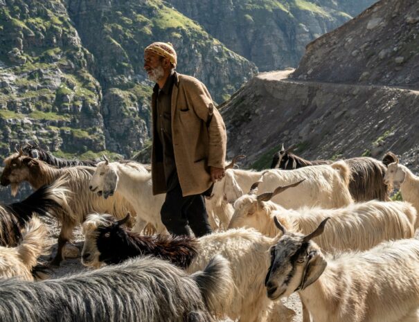 Shepherd - Spiti Valley